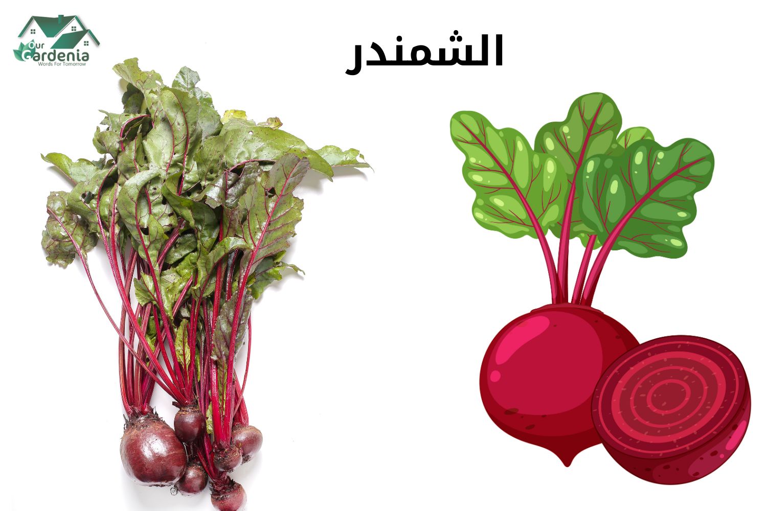 فوائد الشمندر